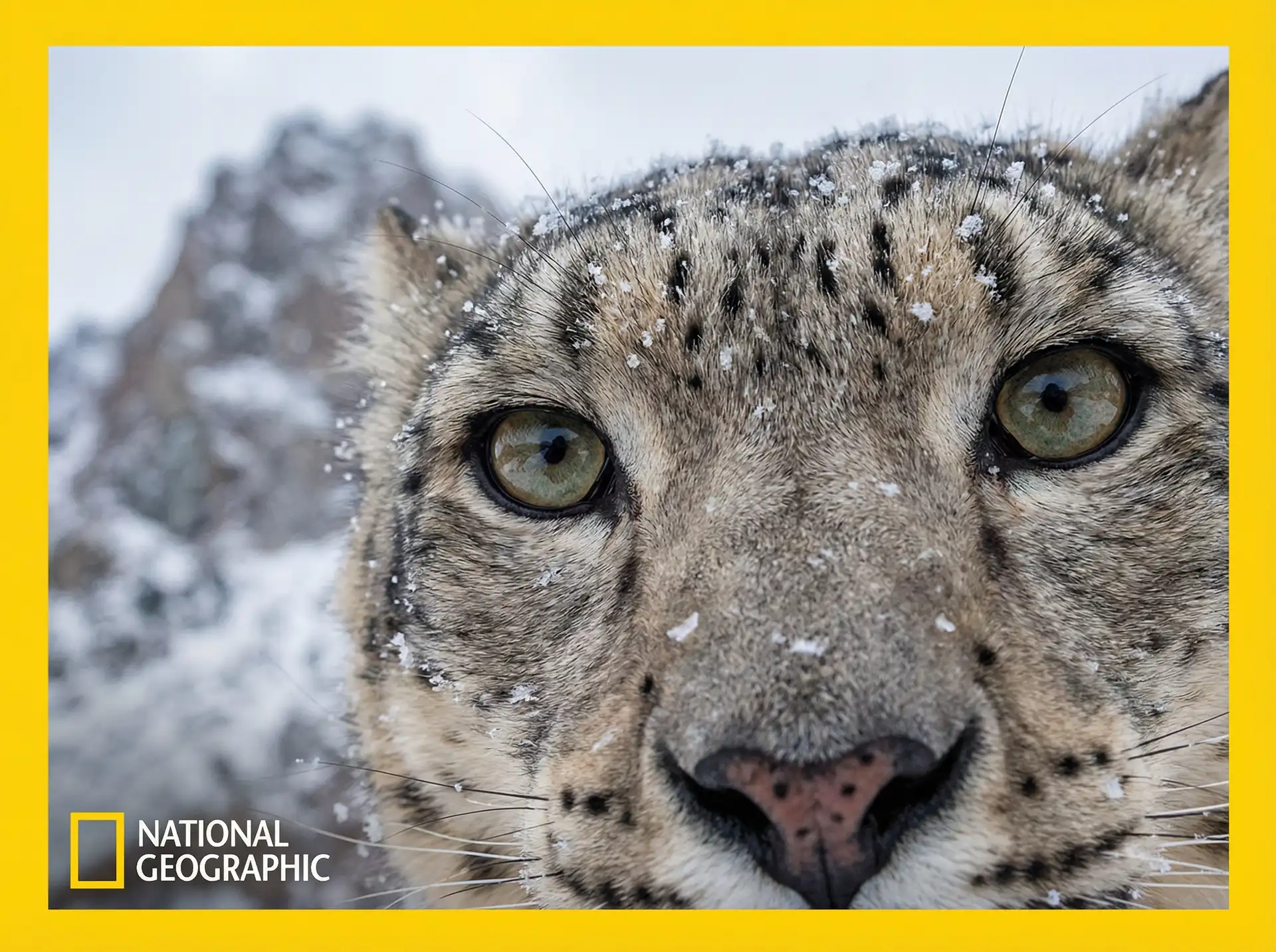 雪豹追踪 - 猎奇视频 瘦猴探花